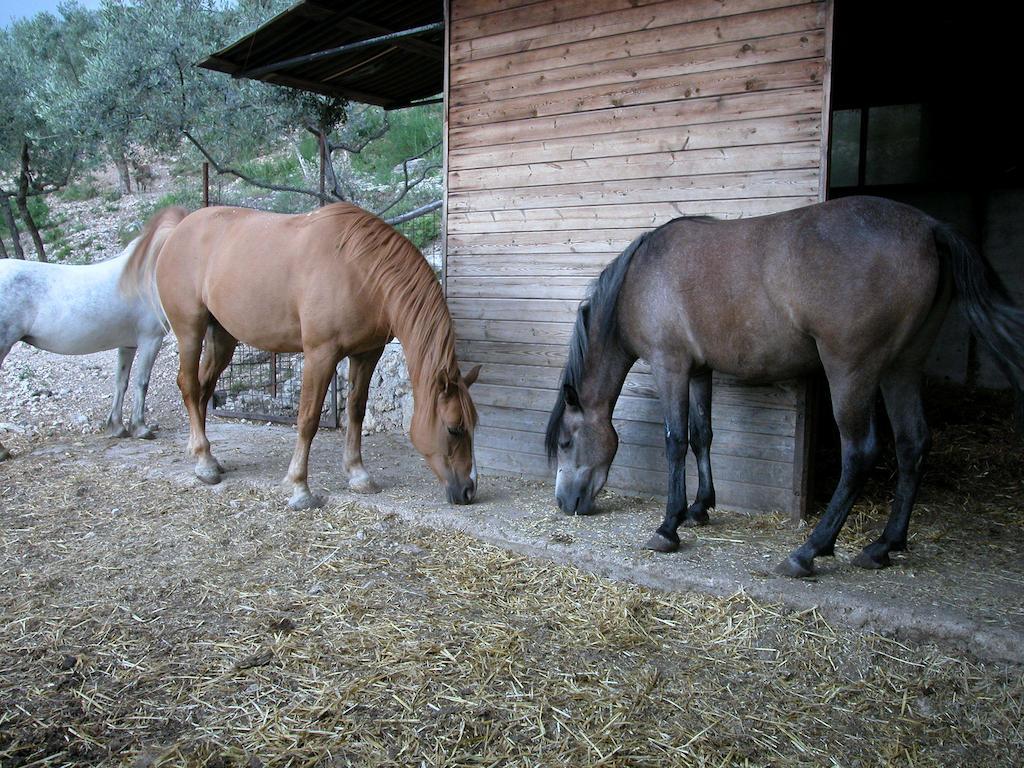 Agriturismo Istrice Innamorato Campello sul Clitunno Dış mekan fotoğraf
